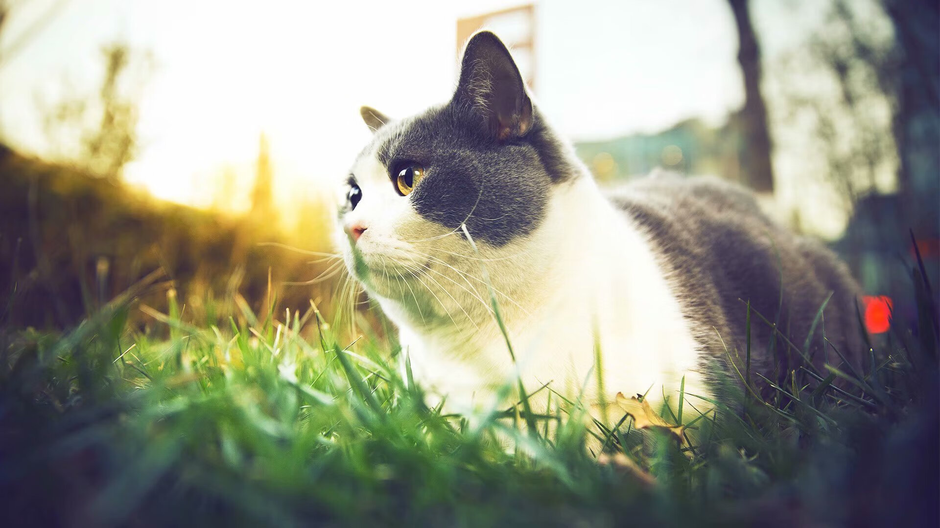 九游游戏中心下载-中超主力替补替换比例对比赛走势影响，中超谁替补江苏